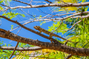 Panther-Chamäleon (Furcifer pardalis) auf Baum, Sakalava Strand, Oronjia Nationalpark, Antsiranana, Diego Suarez, Gemeinde Ramena, Madagaskar, Afrika, Indischer Ozean Panther-Chamäleon (Furcifer pardalis) auf Baum, Sakalava Strand, Oronjia Nationalpark, Antsiranana, Diego Suarez, Gemeinde Ramena, Madagaskar, Afrika, Indischer Ozean